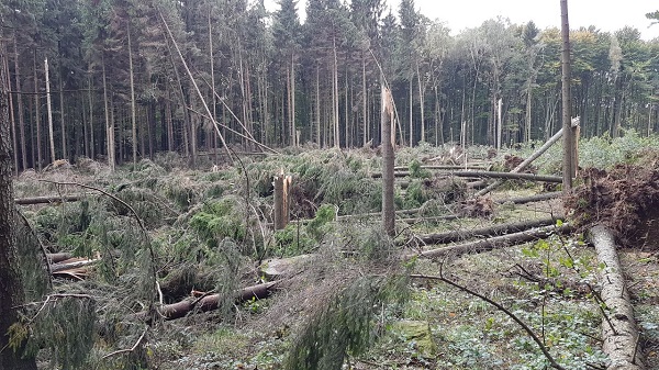 Waldschäden nach Sturmtief (Friederike) im Landkreis Görlitz